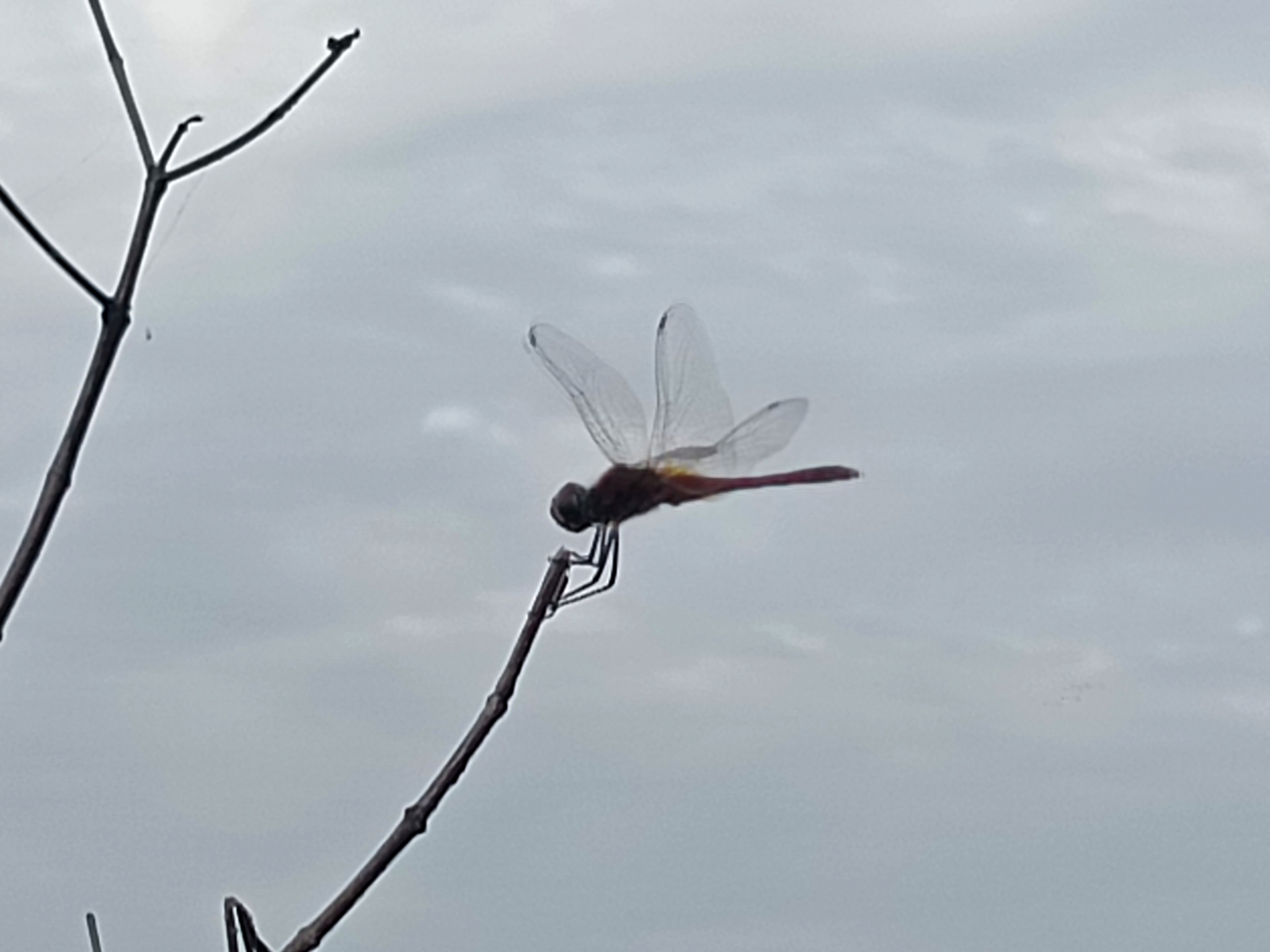 Estuarine Skimmer