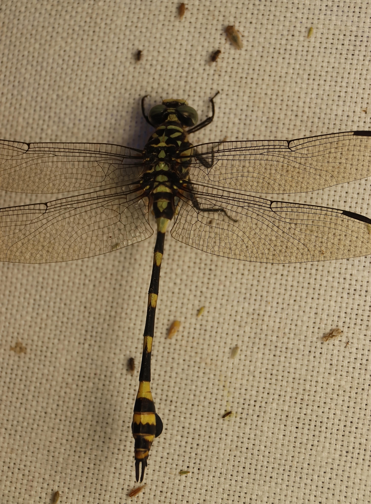 Indian Common Clubtail
