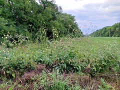 Cephalaria litvinovii