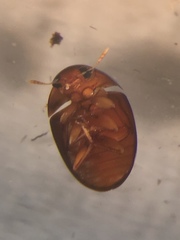 Acylomus