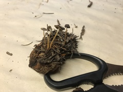 Strobilurus albipilatus