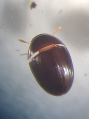 Acylomus