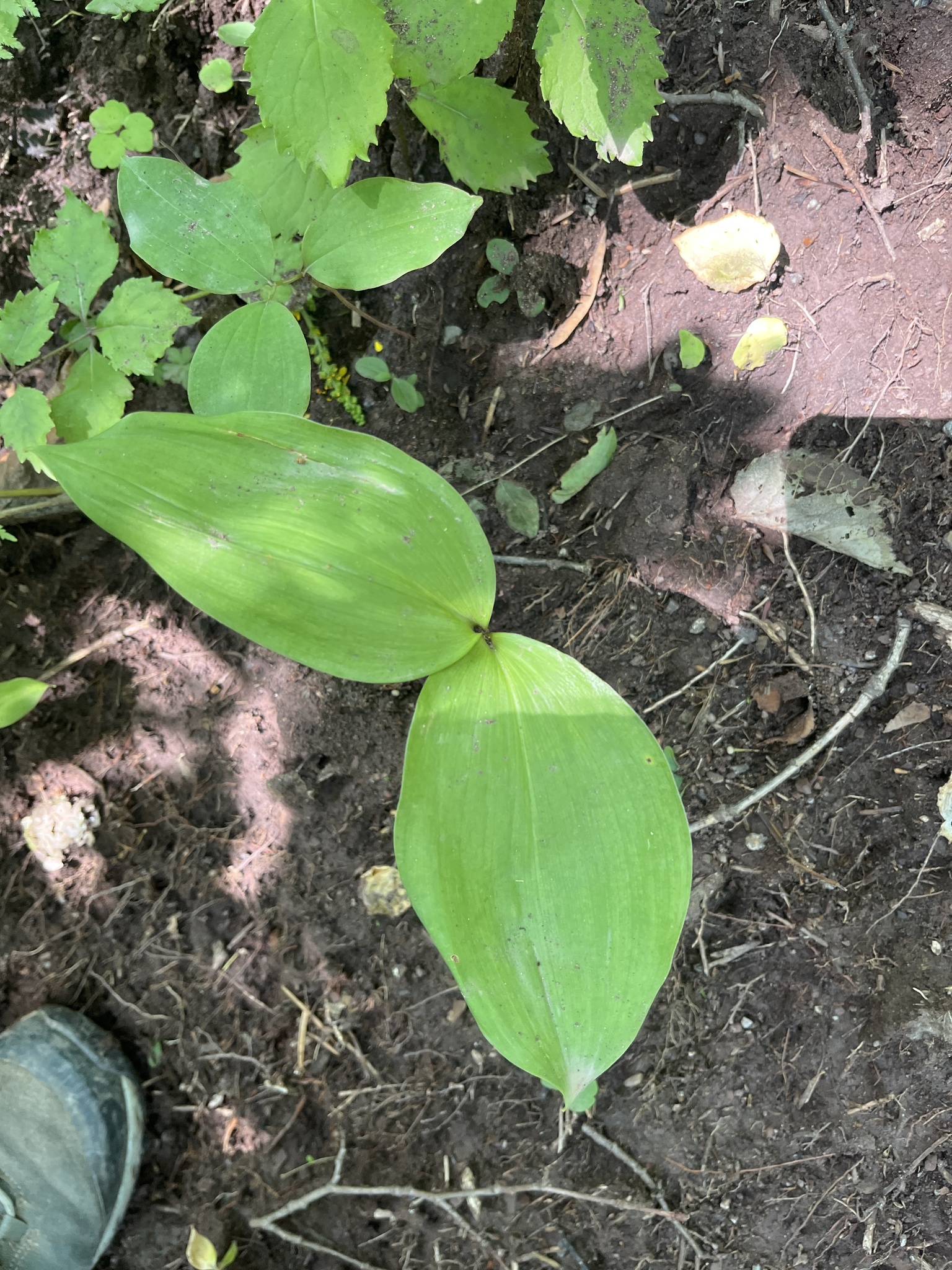 Asian Lily-Of-The-Valley (Convallaria keiskei)