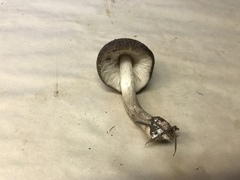 Pluteus brunneidiscus