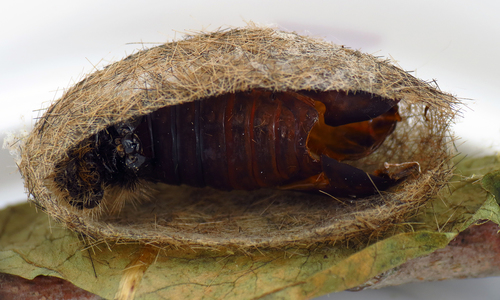 Isabella Tiger Moth, photo 5 of 10
