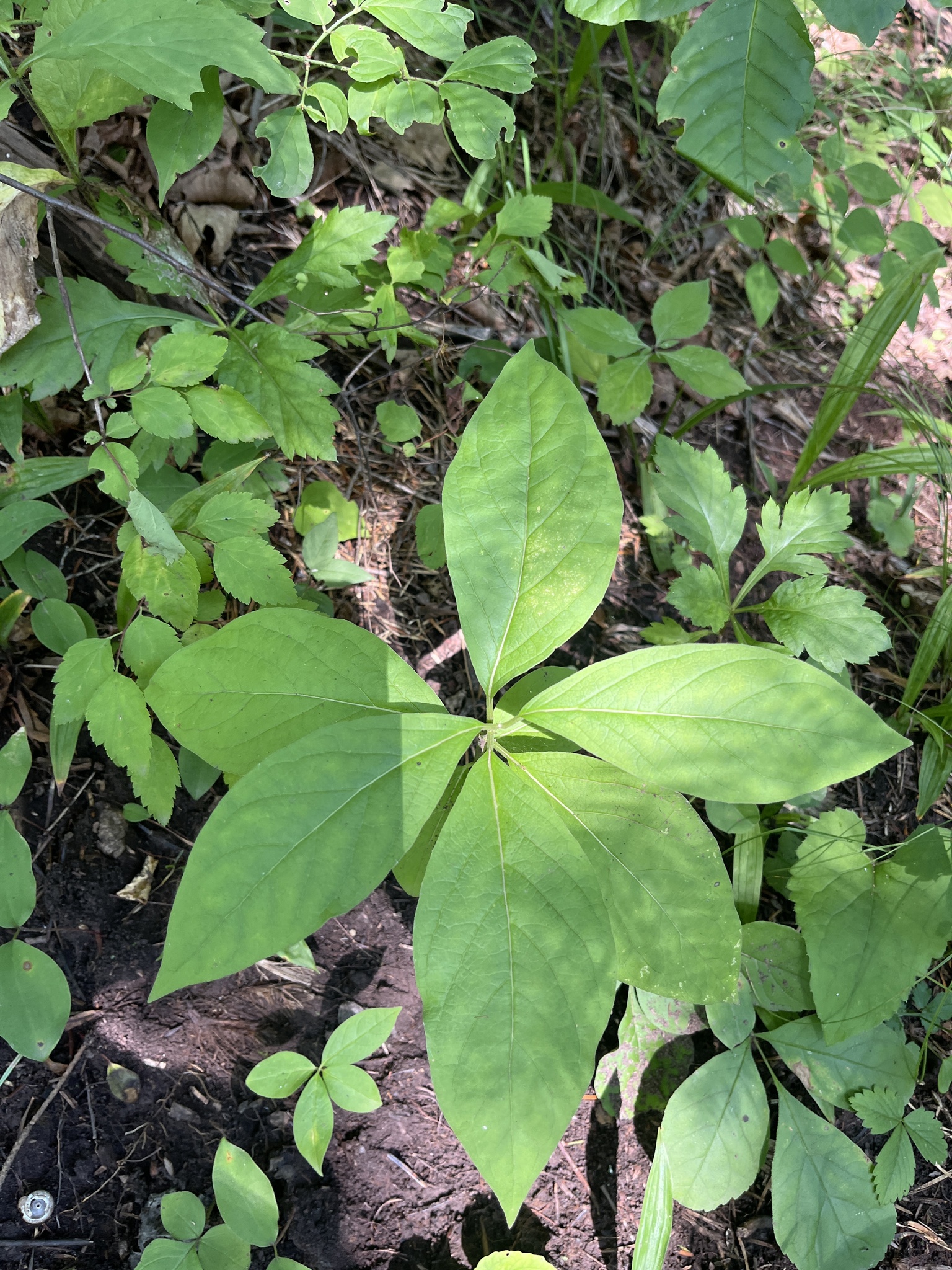Asian White Swallowwort (Vincetoxicum acuminatifolium)