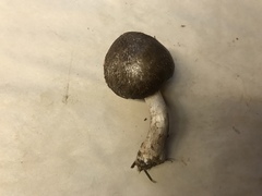 Pluteus brunneidiscus