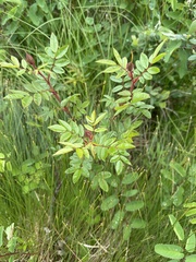 Rosa nitida, photograph (c) Roger Rittmaster, some rights reserved (CC BY)