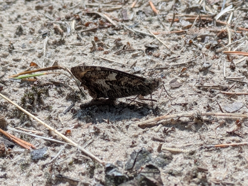 Grayling, 6877 AE Deelen, Nederland, photo 8 of 10