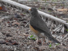 Turdus pelios