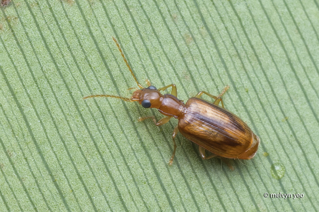 Peliocypas fulgureus