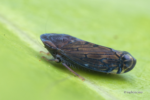 Hecaloidella brevispina, 2025-07-19