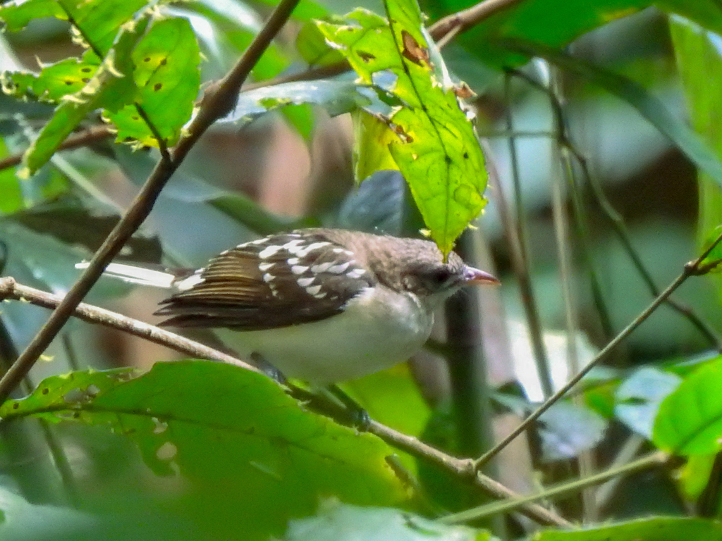 Spotted Greenbul (Ixonotus guttatus) photo