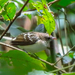 Spotted Greenbul - Photo (c) Dérozier Violette, some rights reserved (CC BY-NC), uploaded by Dérozier Violette