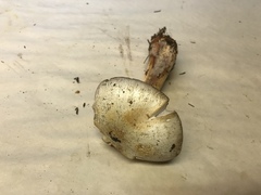Agaricus summensis