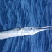Flat Needlefish - Photo (c) Liz Childress, some rights reserved (CC BY-NC), uploaded by Liz Childress