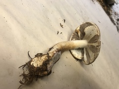 Agaricus summensis
