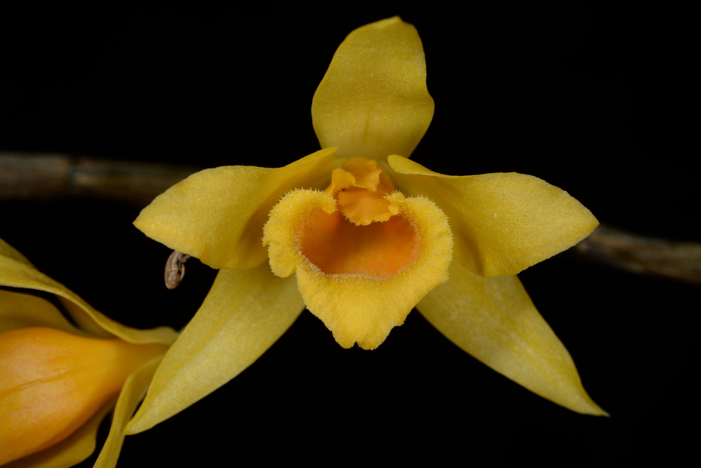 Dendrobium henryi Schltr. 2