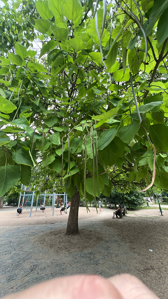 southern catalpa