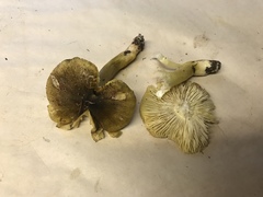 Tricholoma sejunctum