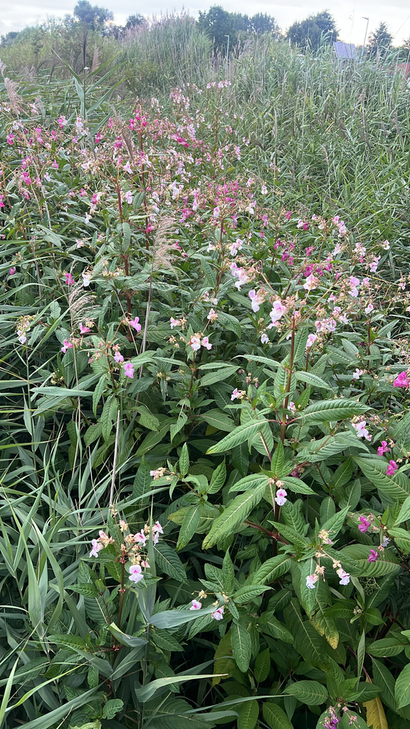 Himalayan balsam