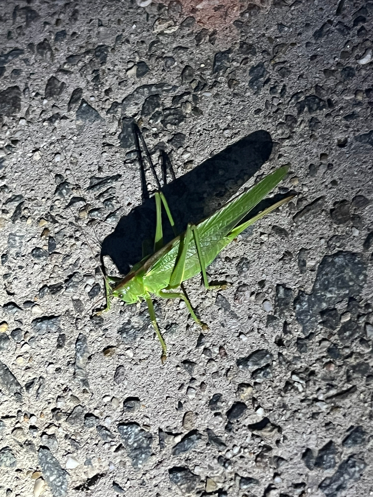 Great Green Bush-cricket