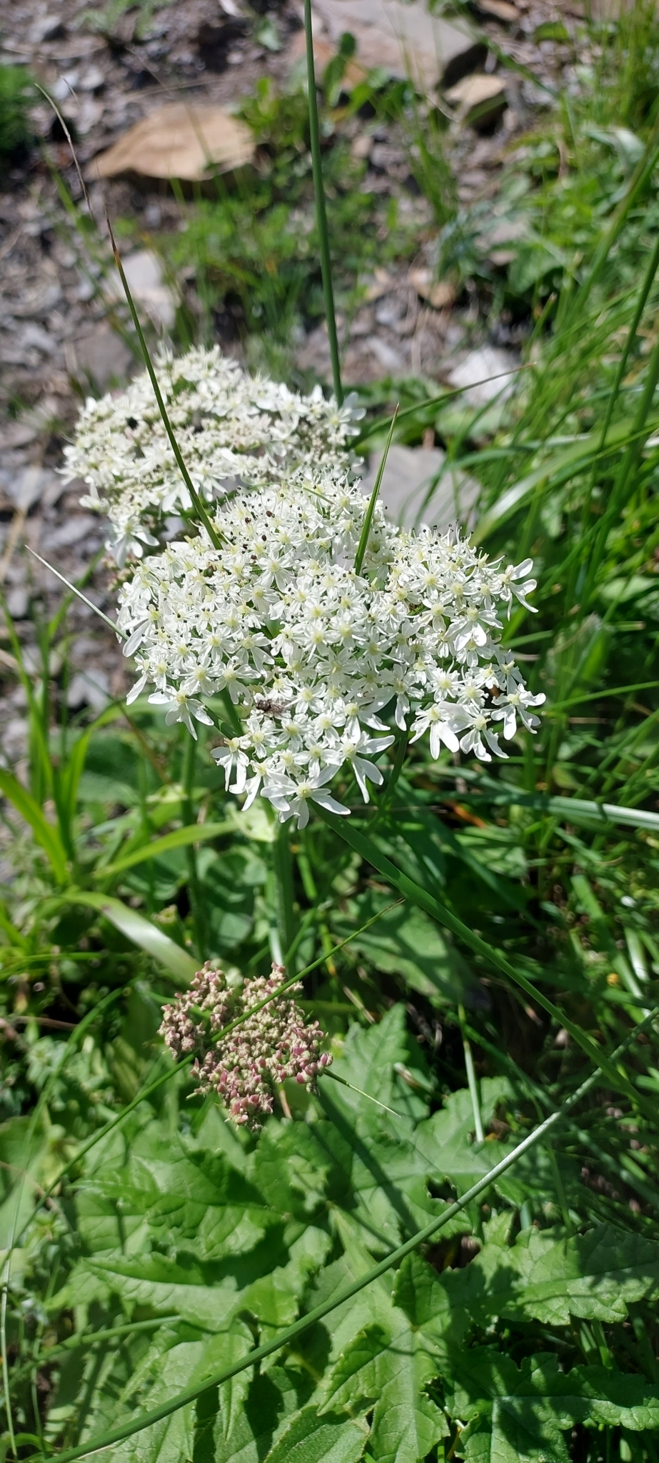 Heracleum carpaticum