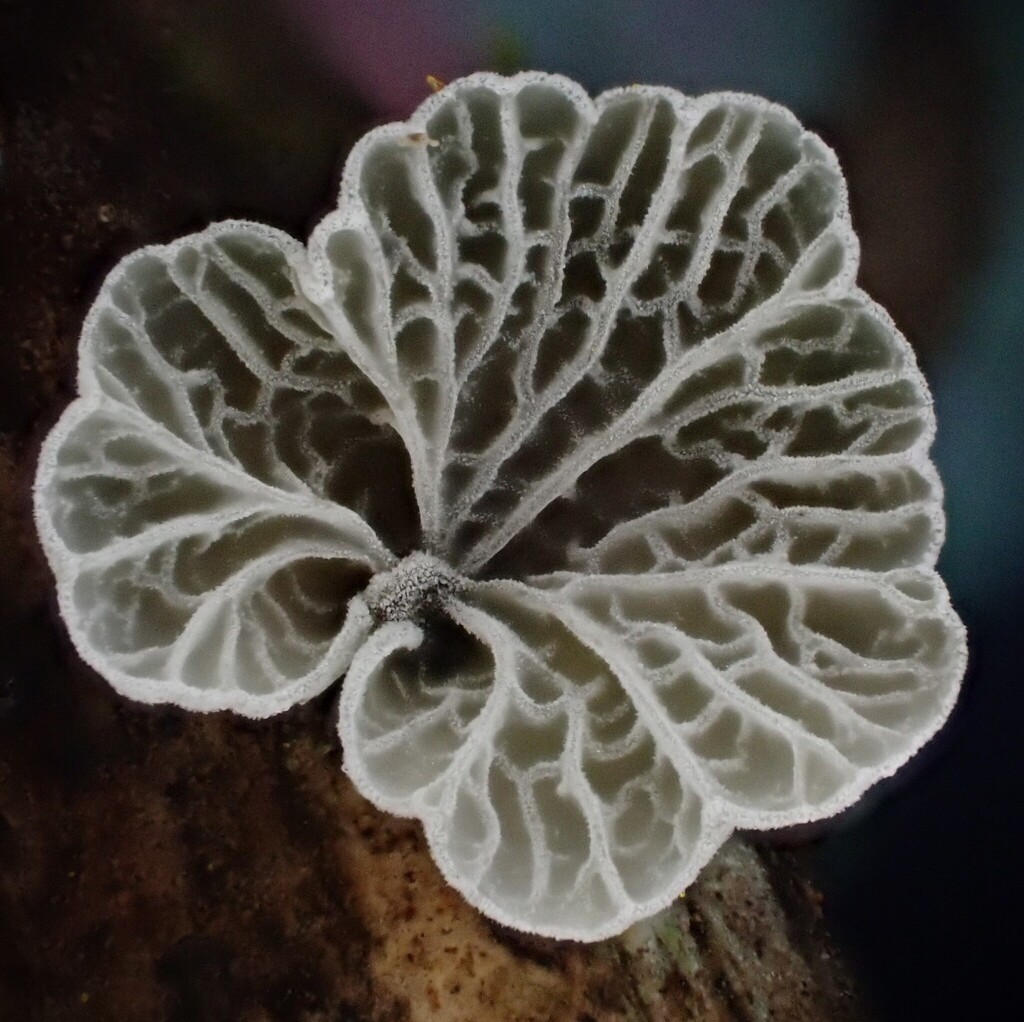 Metacampanella olivaceonigra · July 2025 · photo: © beau_meister (iNaturalist, cc-by)