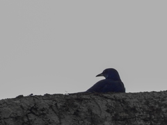 Onychognathus fulgidus