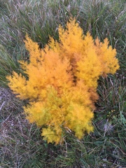 Asparagus tenuifolius