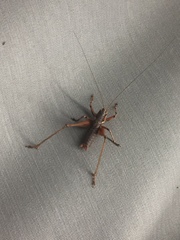 Antaxius spinibrachius