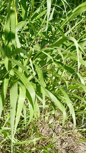 Phacelurus latifolius iNat (2)
