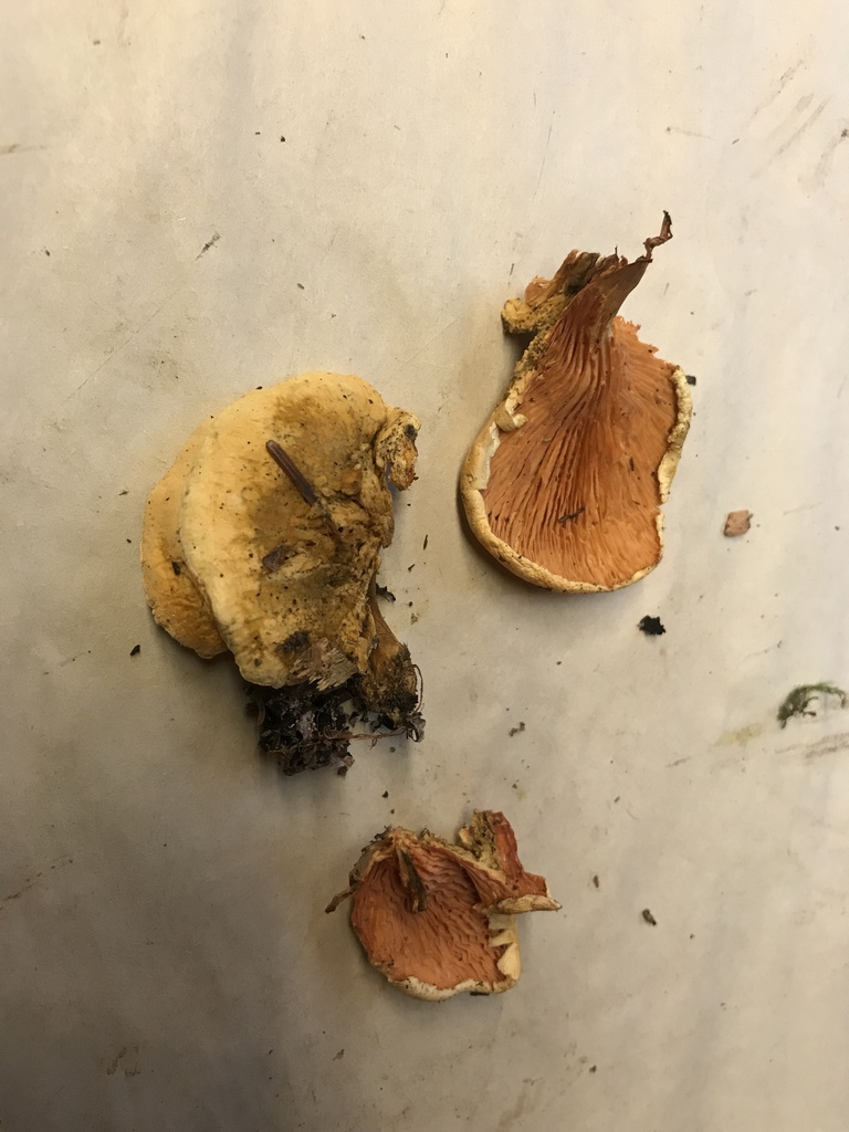 False Chanterelle from King County, USWA, US on October 12, 2019 at 1257 PM by Danny Miller