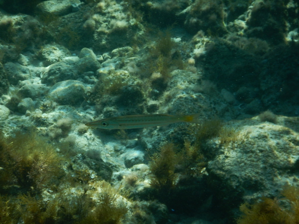 Red barracuda (Sphyraena pinguis) — Sphyraenidae