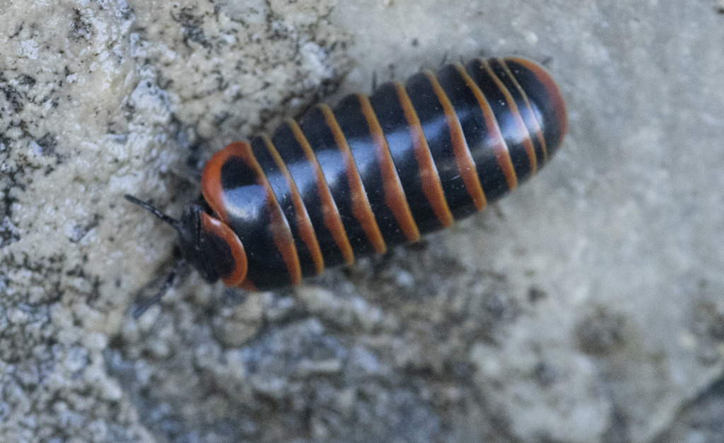 Glomeris schubarti