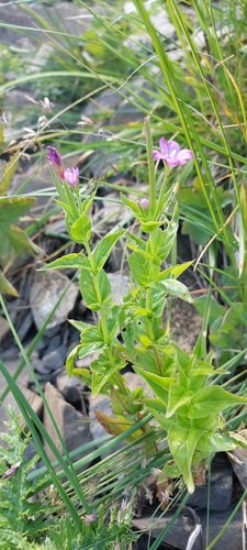 Epilobium alpestre, photograph 5