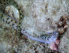 Gymnothorax chilospilus