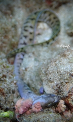 Gymnothorax chilospilus