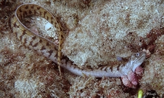 Gymnothorax chilospilus