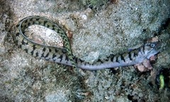 Gymnothorax chilospilus