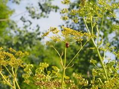 Pastinaca sativa sylvestris