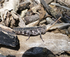 Clepsydria variegata