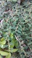 Indigofera linifolia