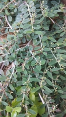 Indigofera linifolia