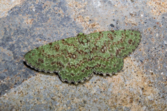 Ophthalmitis herbidaria