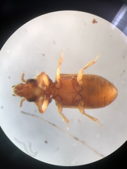 Tropicus pusillus