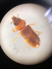 Tropicus pusillus