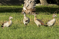 Alopochen aegyptiaca