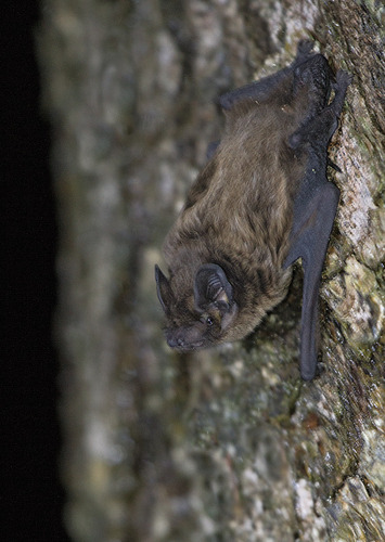 Lesser Noctule, Юхновский р-н, Калужская обл., Россия, photo 9 of 10