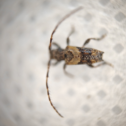 lesser thorn-tipped longhorn beetle, 4101 JK Culemborg, Nederland, photo 7 of 10